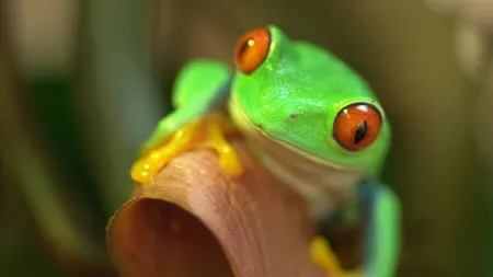 I misteri dell'evoluzione