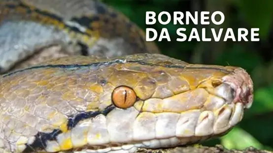 Borneo da salvare