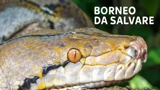 Borneo da salvare