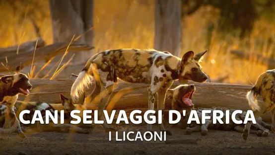 Cani selvaggi d'Africa - I licaoni