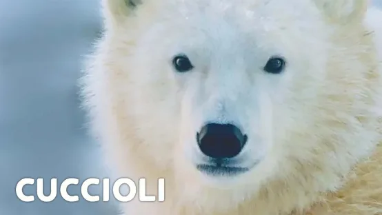 Cuccioli
