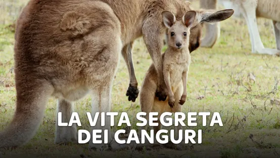 La vita segreta dei canguri