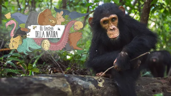 Gli Einstein della natura