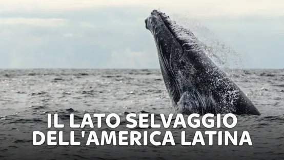 Il lato selvaggio dell'America Latina
