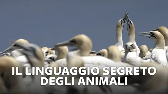 Il linguaggio segreto degli animali