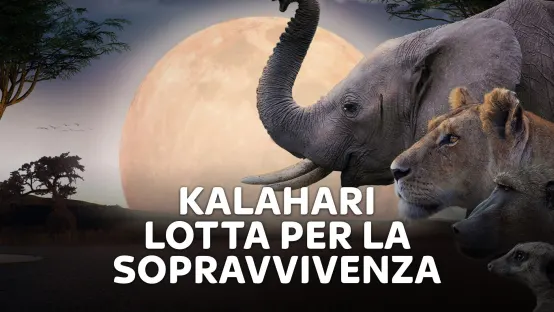 Kalahari - Lotta per la sopravvivenza