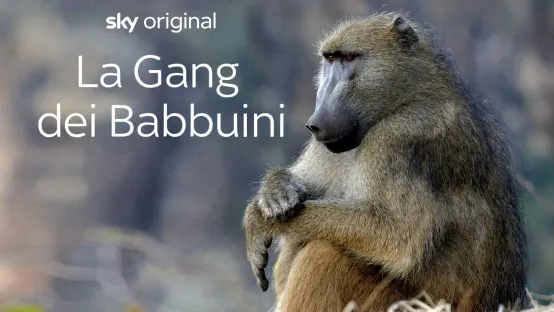 La gang dei babbuini