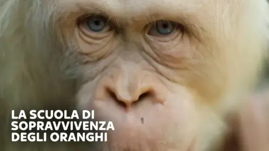 La scuola di sopravvivenza degli oranghi