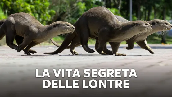La vita segreta delle lontre