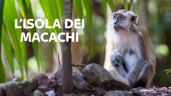 L'isola dei macachi