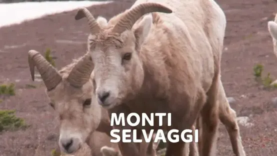 Monti selvaggi