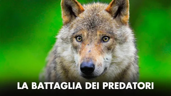 La battaglia dei predatori