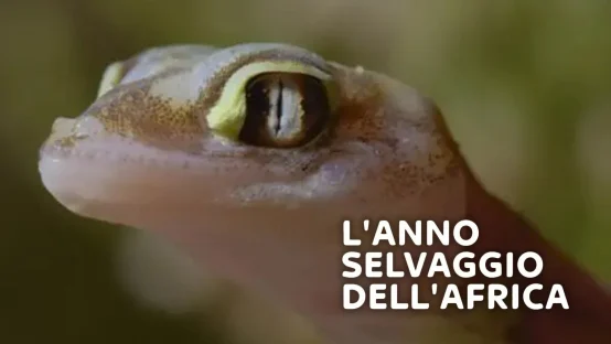 L'anno selvaggio dell'Africa