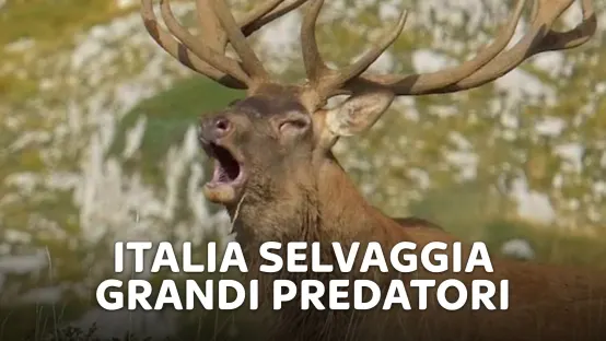 Italia selvaggia - Grandi predatori