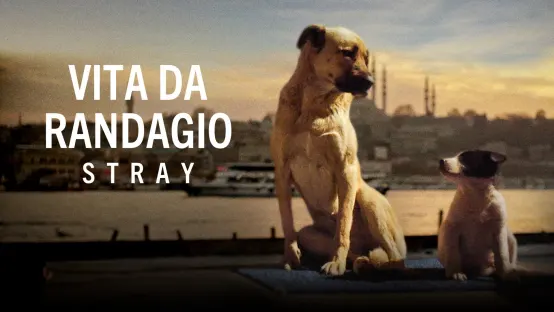 Vita da randagio - Stray