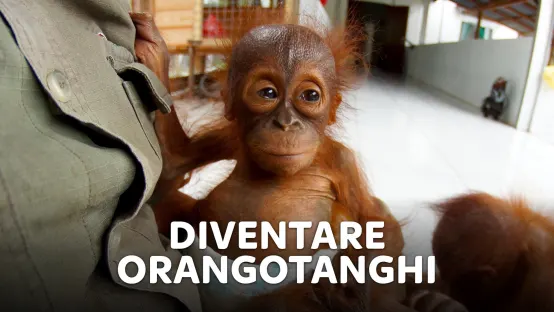 Diventare orangotanghi
