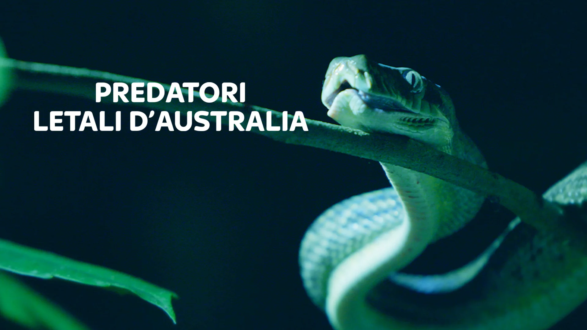 Predatori letali d'Australia stagione 1