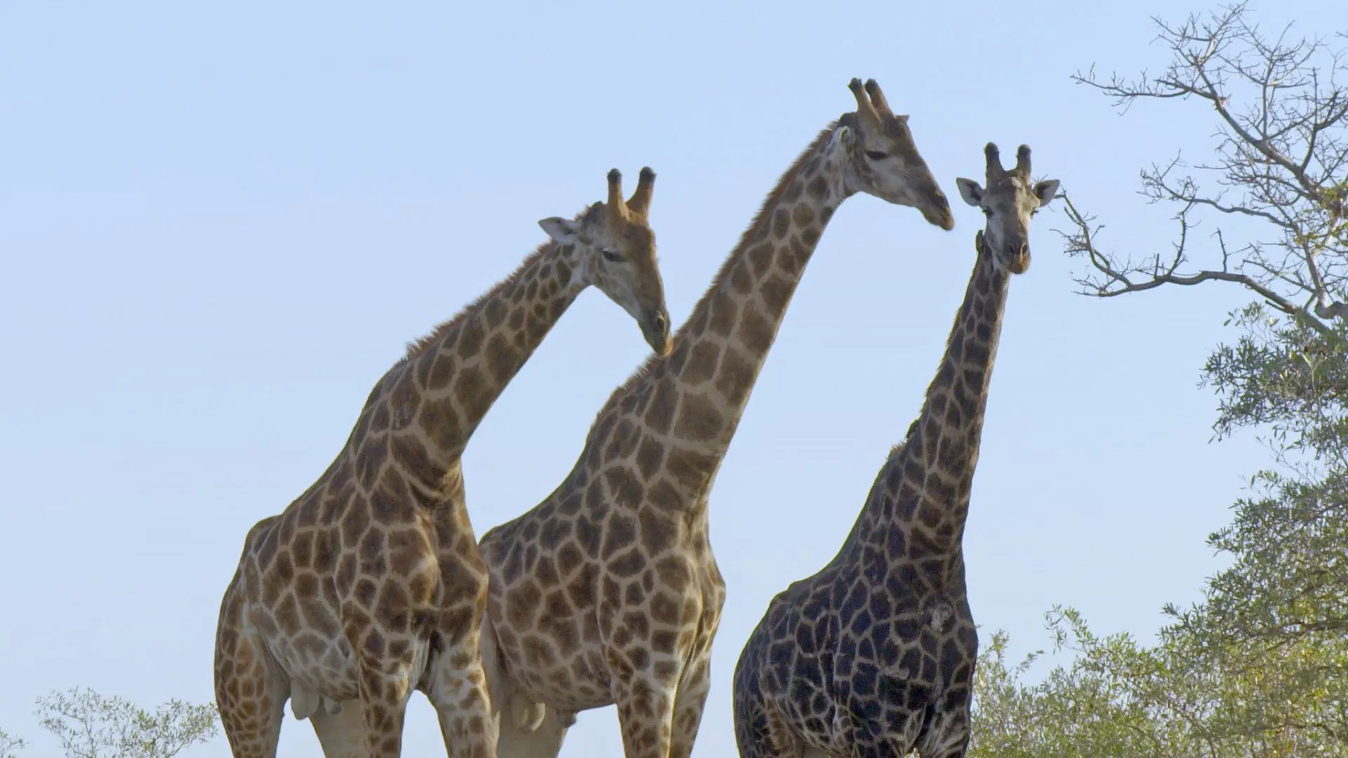 Il mondo acquatico africano stagione 1