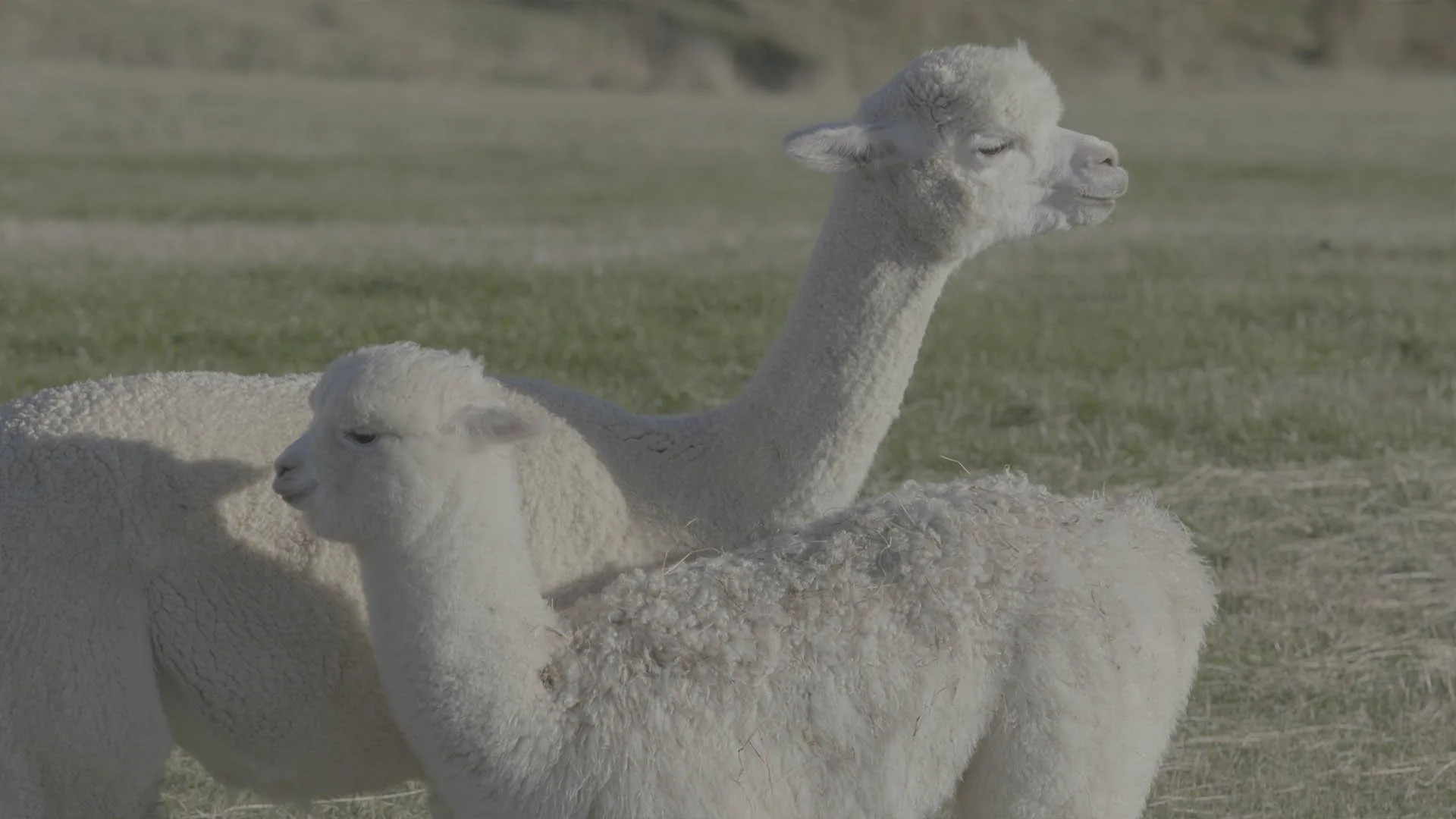 Cuccioli stagione 1