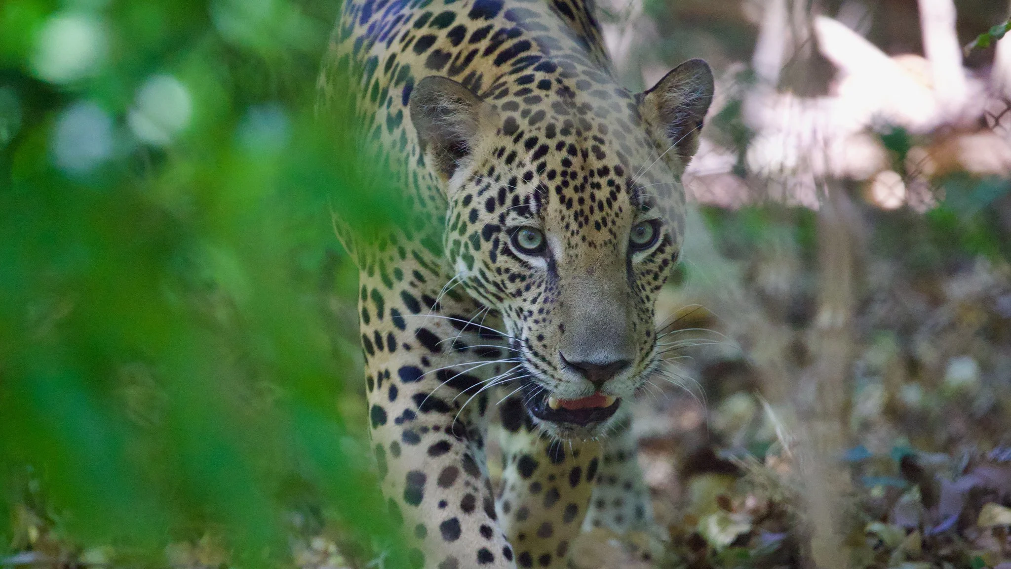 I gladiatori della natura stagione 1