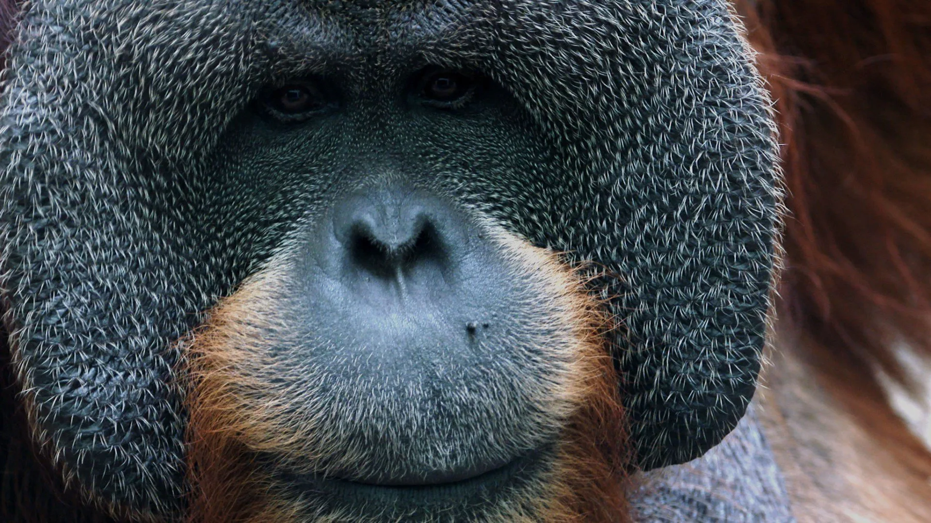 I misteri dell'evoluzione stagione 1