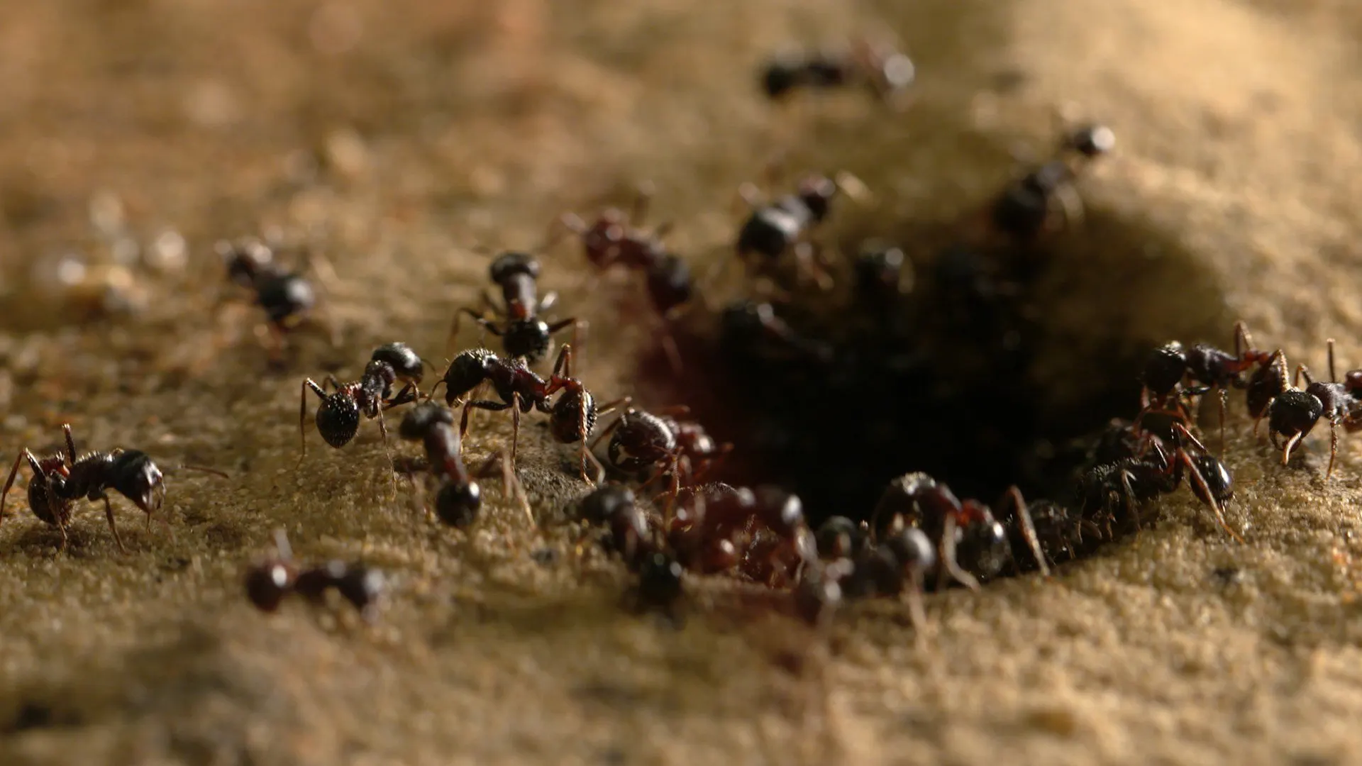 I misteri dell'evoluzione stagione 1