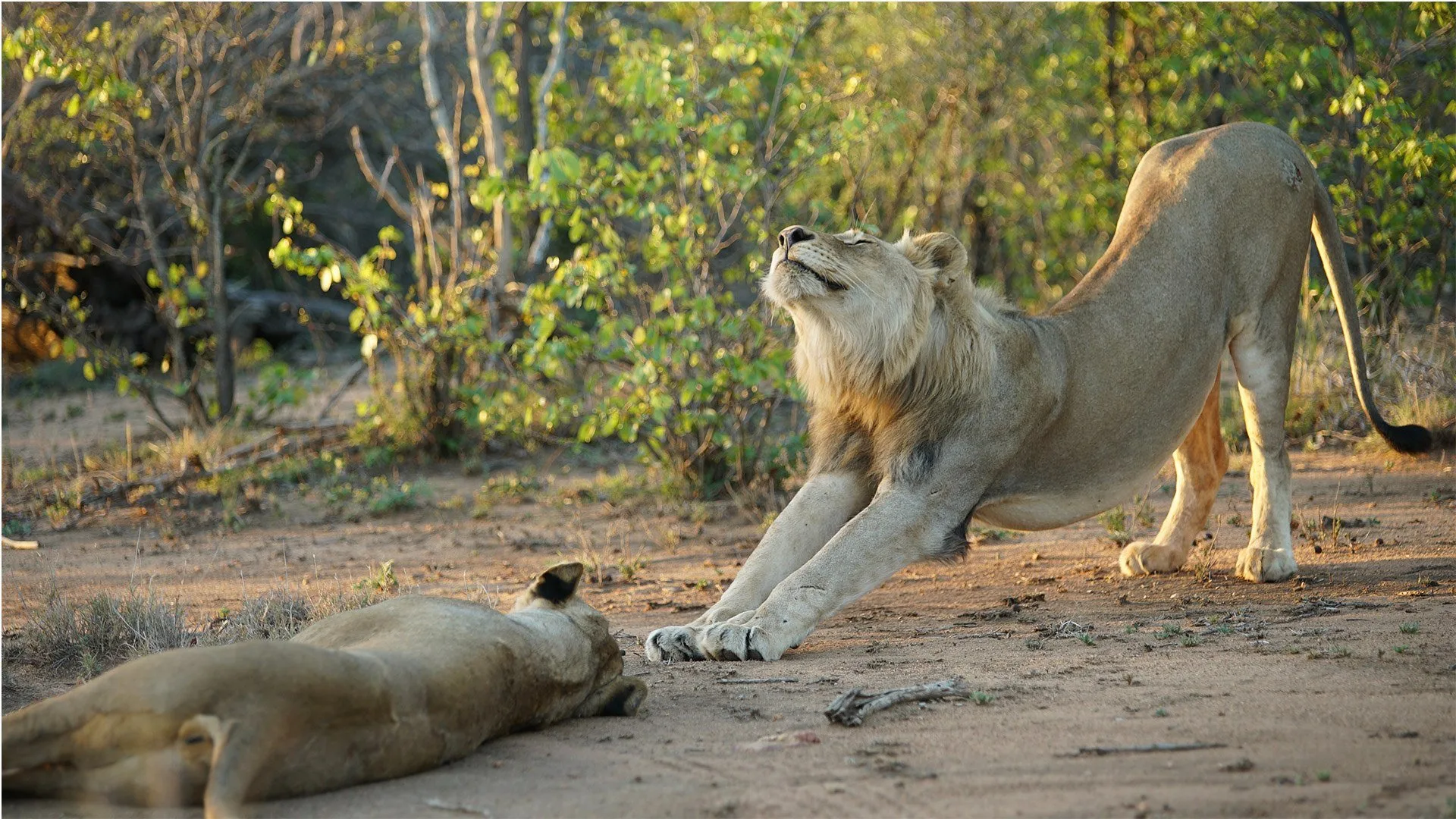 Il linguaggio segreto degli animali stagione 1