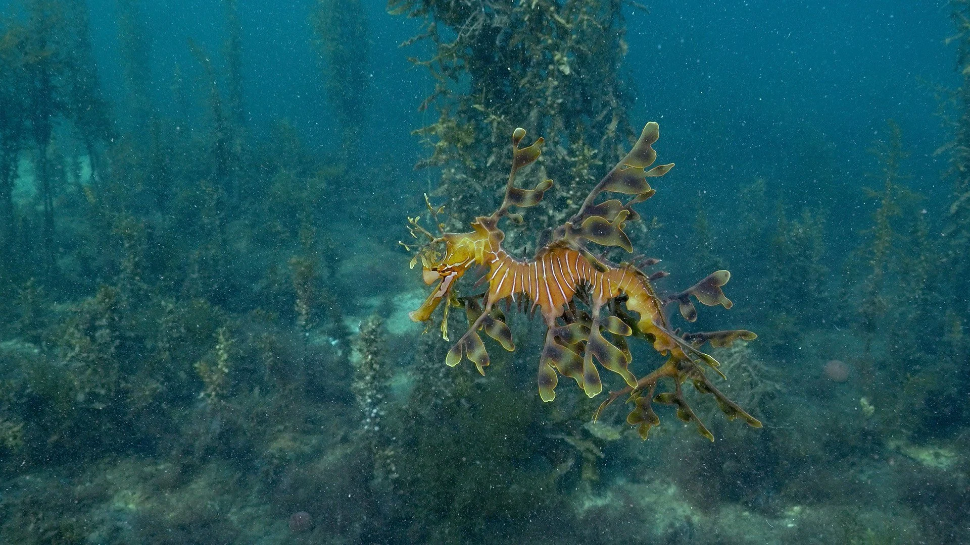 Isole nascoste d'Australia stagione 1