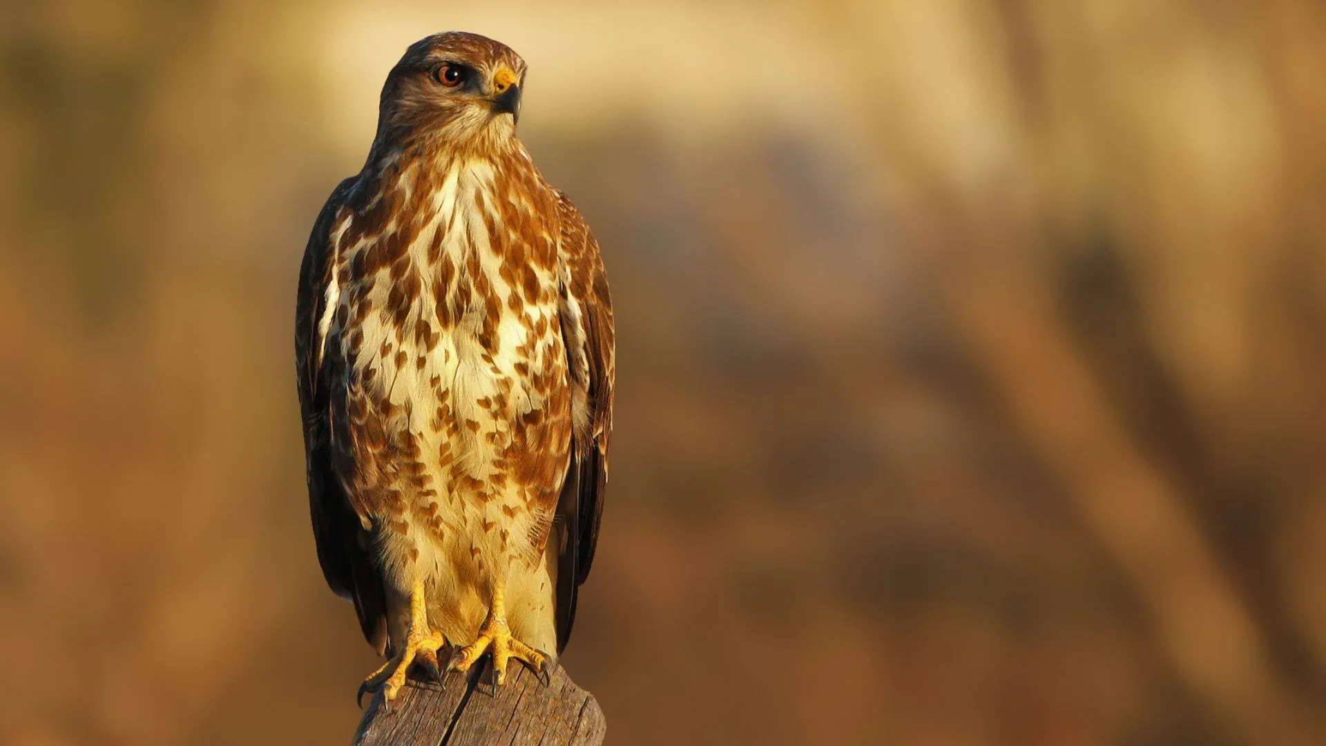 Italia selvaggia - Grandi predatori stagione 1