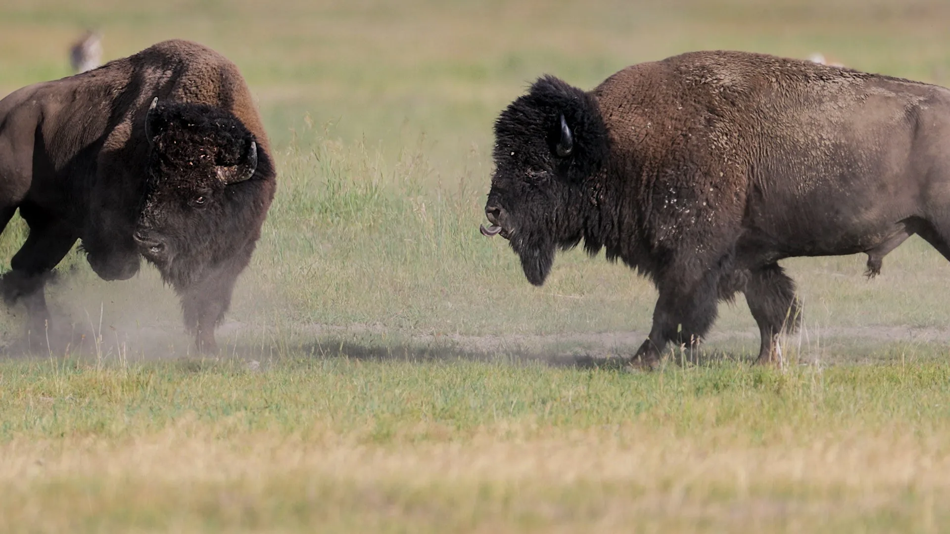 La battaglia dei predatori stagione 1