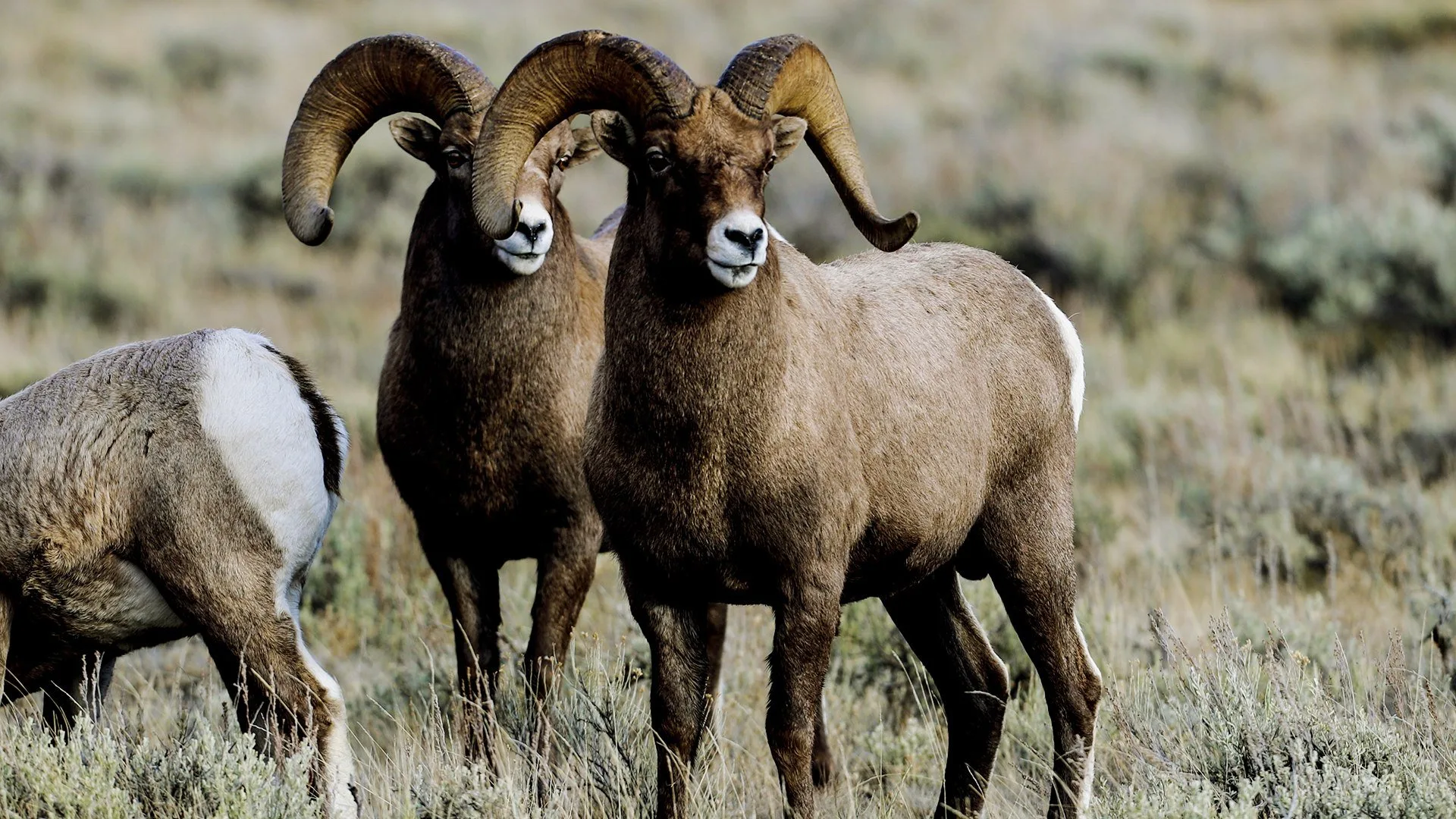 La battaglia dei predatori stagione 1