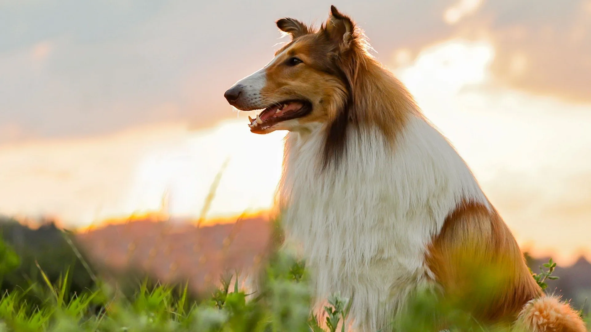 Lassie torna a casa