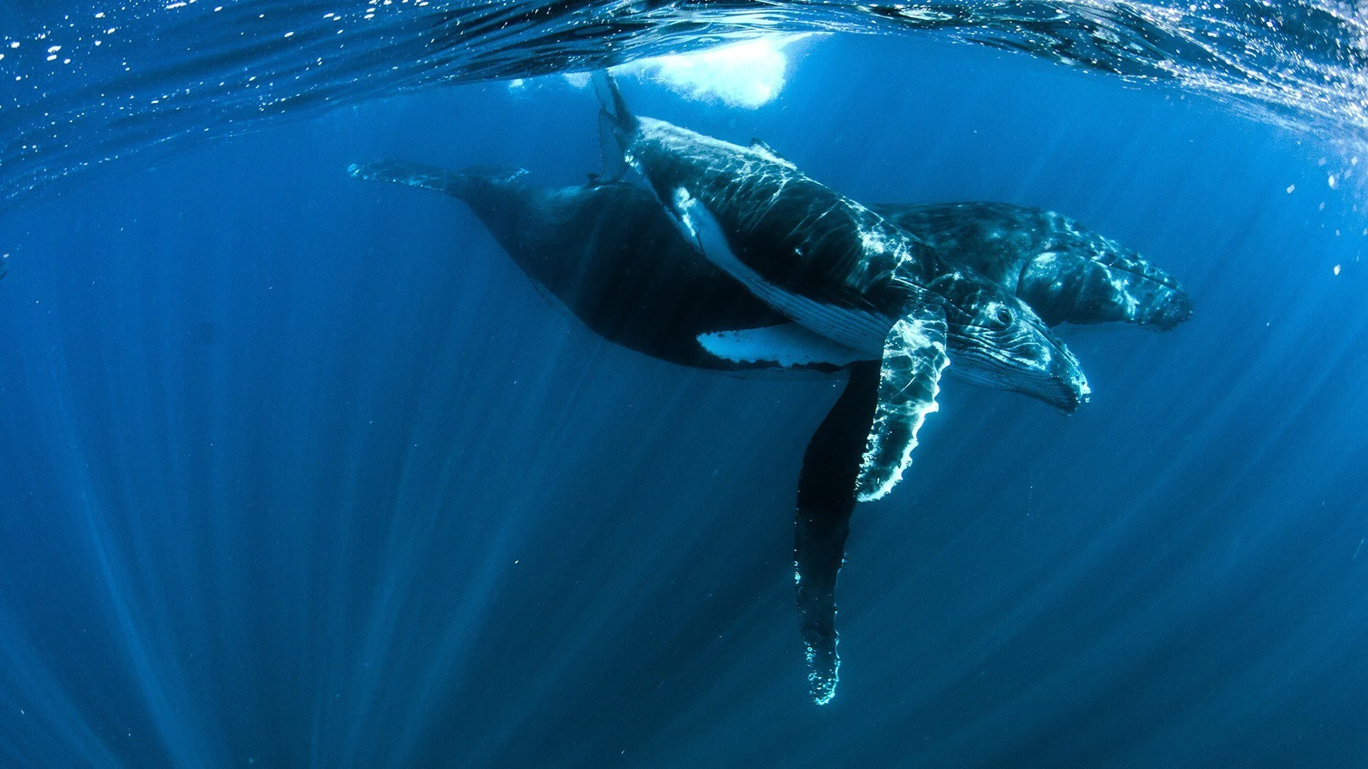 Ningaloo - Meraviglie sottomarine d'Australia stagione 1