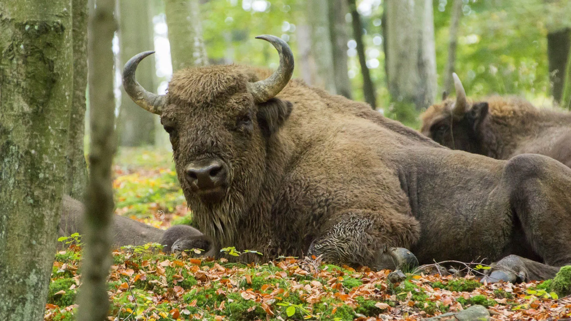 Ritorno alla natura stagione 1