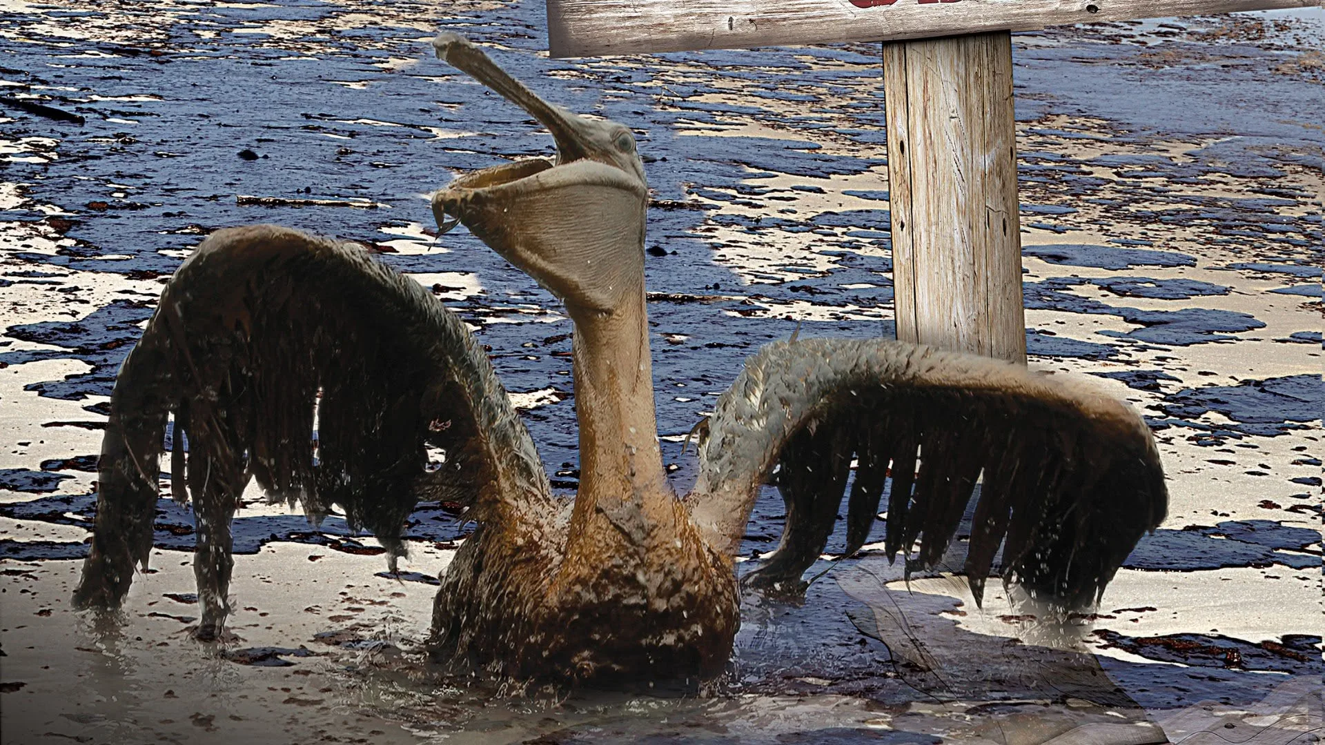 Saving Pelican 895