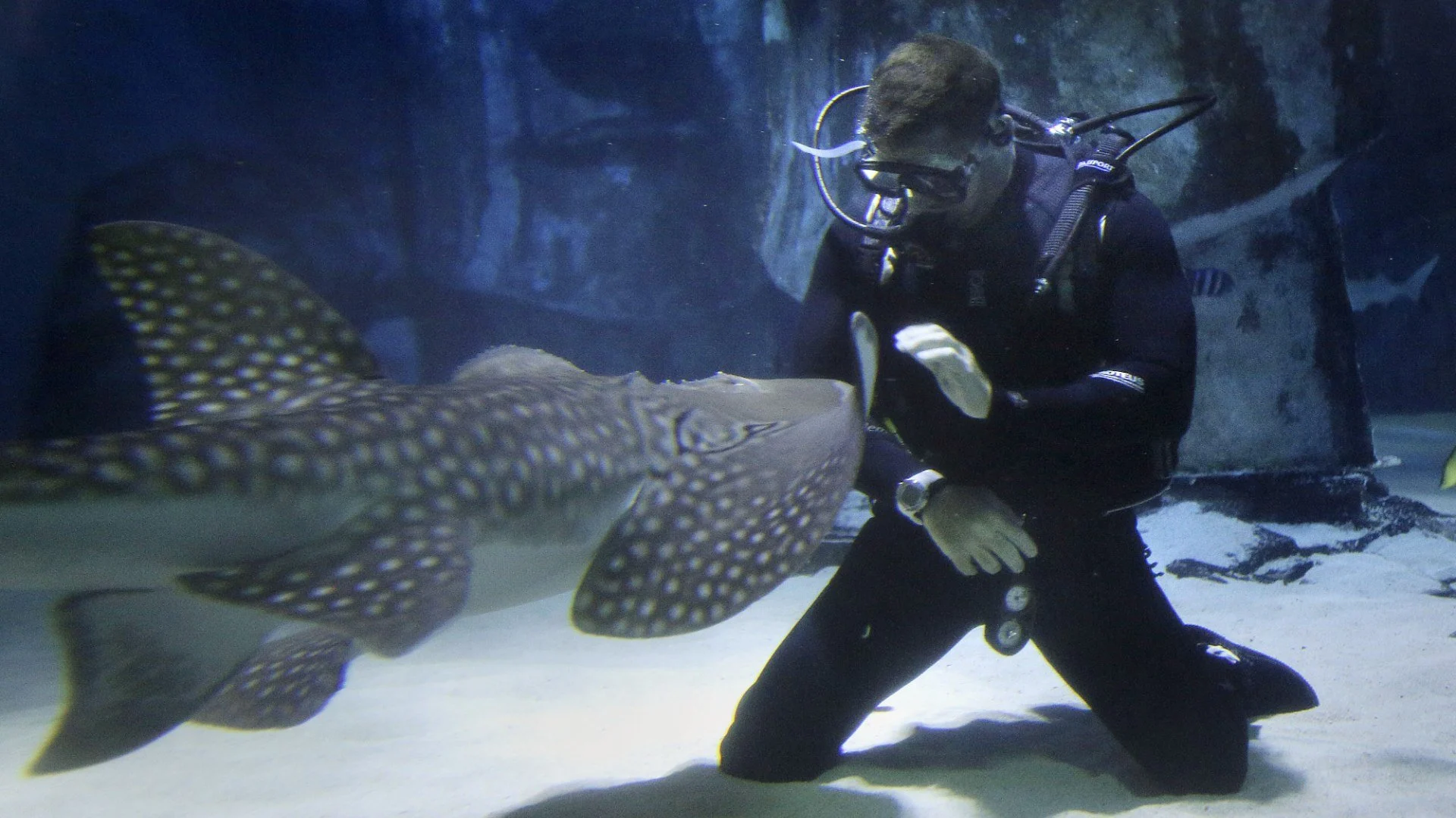 Shark with Steve Backshall stagione 1