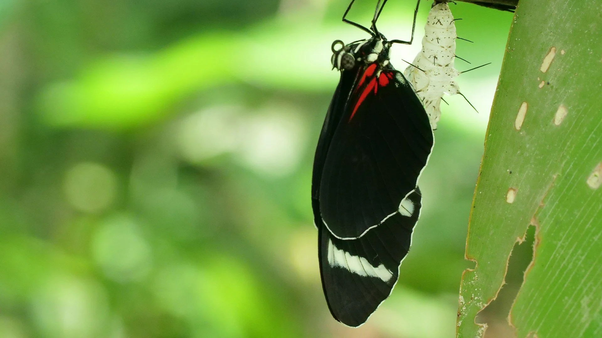 Sopravvivenza estrema - Amazzonia stagione 1