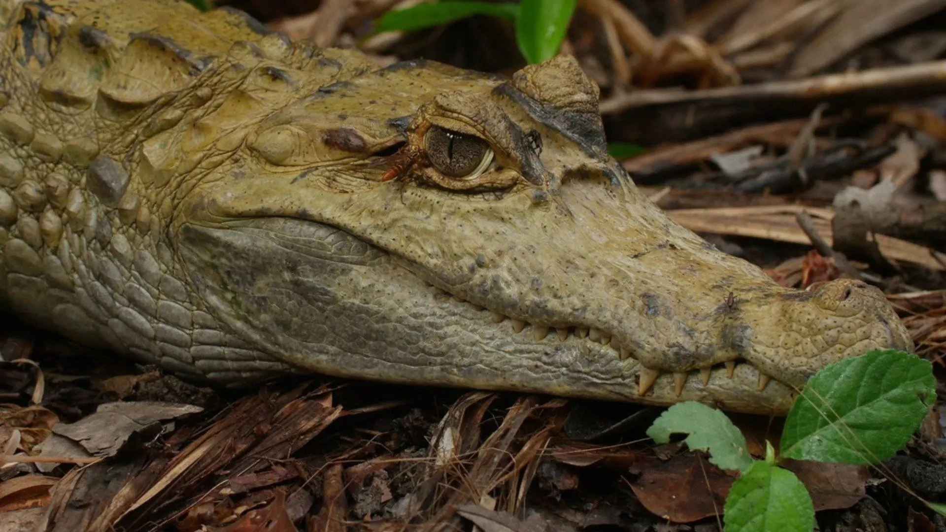 Sopravvivenza estrema - Amazzonia stagione 1